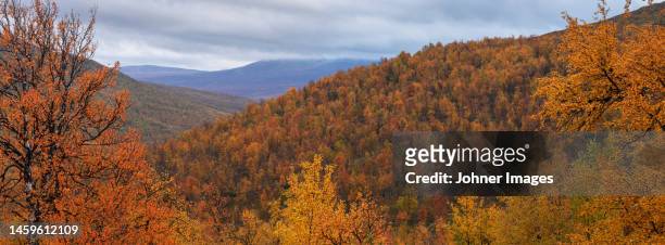 mountain landscape with autumn forest - forest sweden stock pictures, royalty-free photos & images