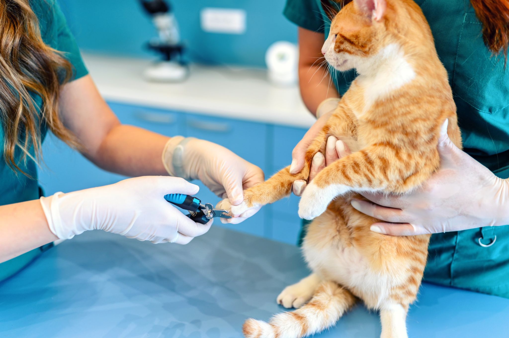 pet nail trimming
