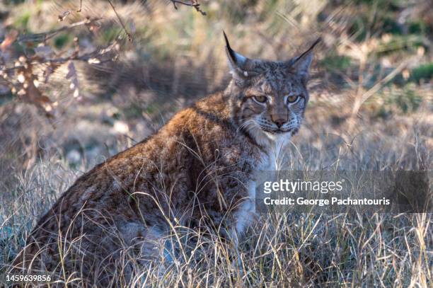 a balkan lynx in the wild - lynx photos et images de collection
