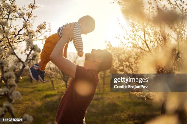 father and son in a blooming orchard in spring - flower blossoms stock pictures, royalty-free photos & images