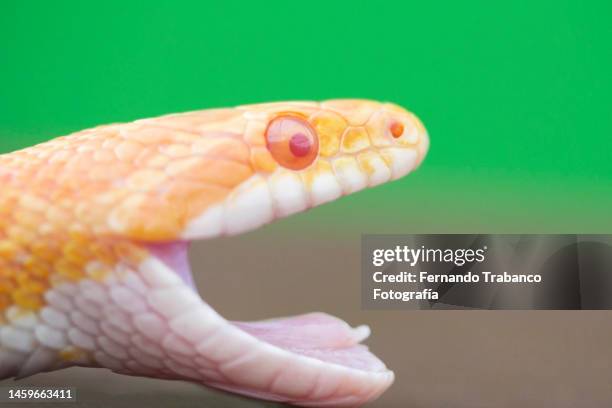 snake with open mouth - corn snake stockfoto's en -beelden