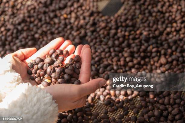 close up of farmer hands holding coffee cherry after dry process. - アラビカ種 ストックフォトと画像