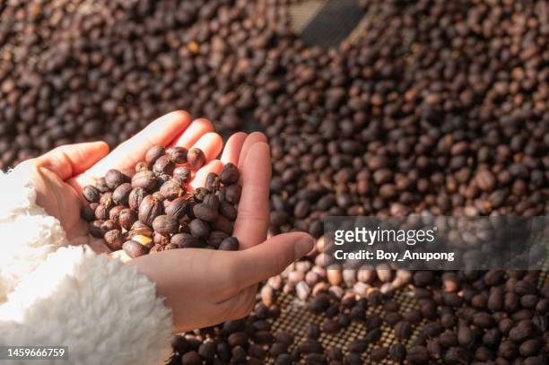 close up of farmer hands holding coffee cherry after dry process. - café arábica planta imagens e fotografias de stock