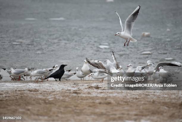 black-headed gulls (chroicocephalus ridibundus), in a romp with carrion crow (corvus corone) at the lake, hamburg, germany - kokmeeuw stockfoto's en -beelden