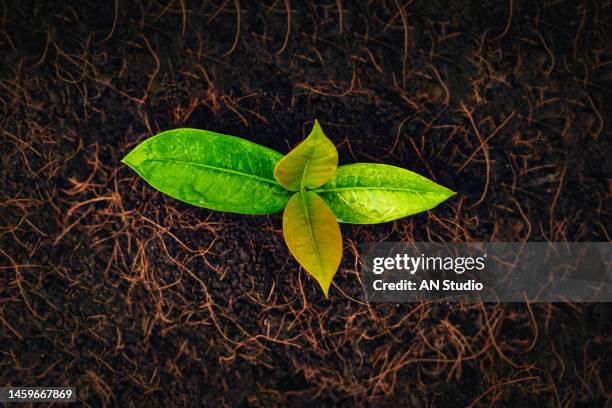 young plant with isolated on white background. the trees are growing from the soil on a white background. - young plant in ground new shoots stock-fotos und bilder