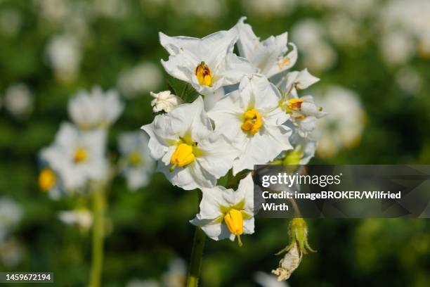 potato (solanum tuberosum) flowering, close-up, north rhine-westphalia, germany - solanum jasminoides stock illustrations