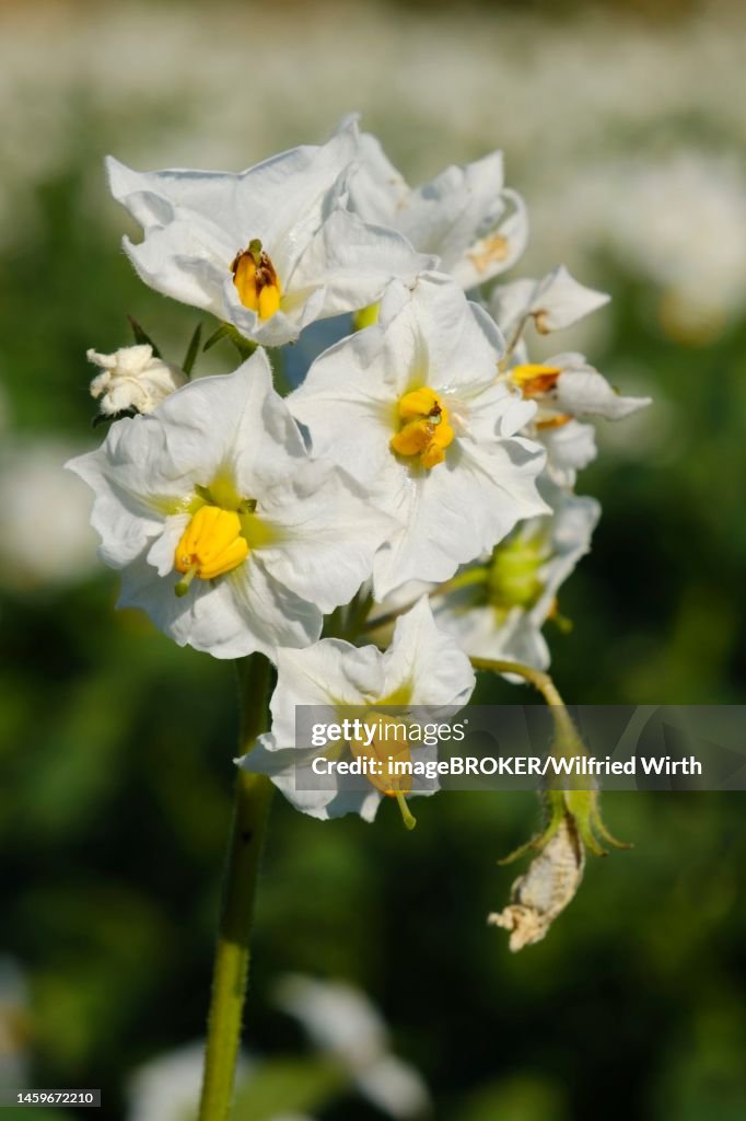 Potato (Solanum tuberosum) flowering, close-up, North Rhine-Westphalia, Germany