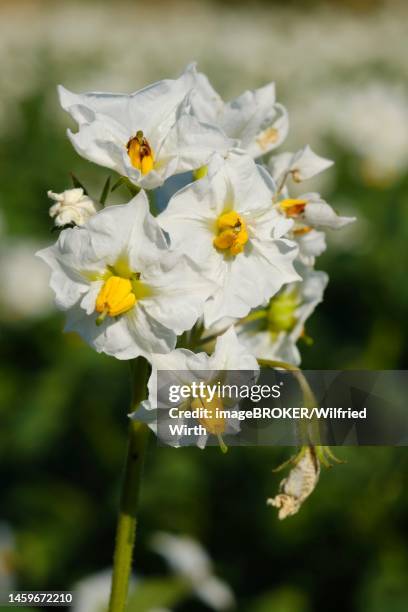 potato (solanum tuberosum) flowering, close-up, north rhine-westphalia, germany - solanum jasminoides stock illustrations