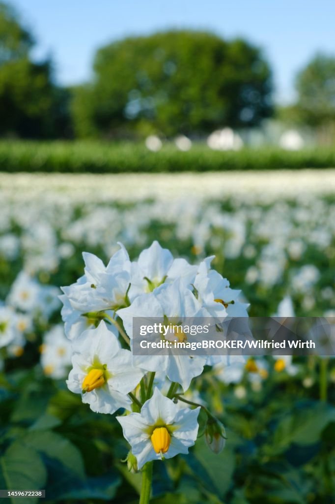 Potato (Solanum tuberosum) flowering, close-up, North Rhine-Westphalia, Germany