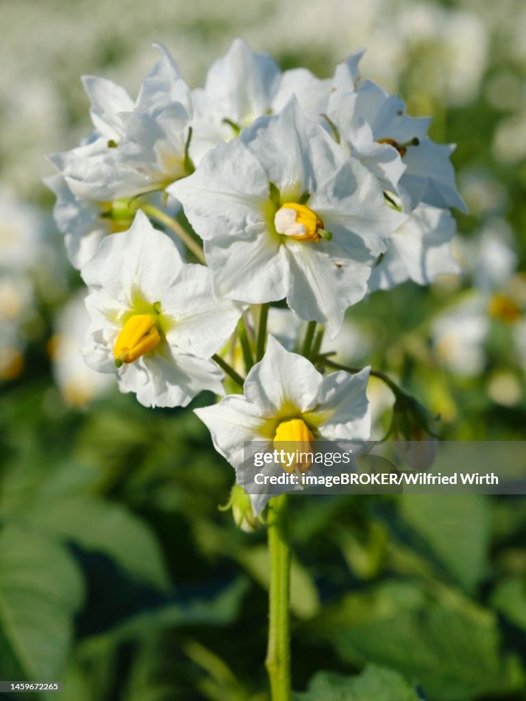 Potato (Solanum tuberosum) flowering, close-up, North Rhine-Westphalia, Germany