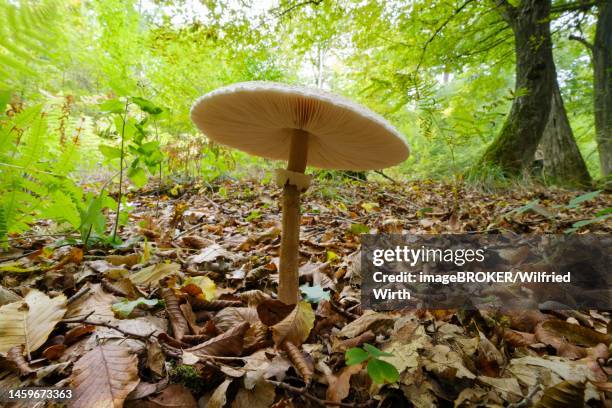 parasol mushroom (macrolepiota procera) in the forest, arnsberger wald nature park park, north rhine-westphalia, germany - macrolepiota procera stock illustrations