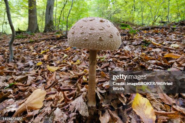 parasol mushroom (macrolepiota procera) in the forest, arnsberger wald nature park park, north rhine-westphalia, germany - wald stock illustrations