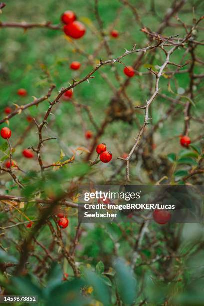 dog rose (rosa canina), lower austria, austria - ca nina stock pictures, royalty-free photos & images