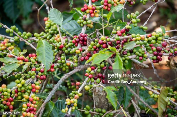 arabica coffee tree grow in coffee plantation farm. - アラビカ種 ストックフォトと画像