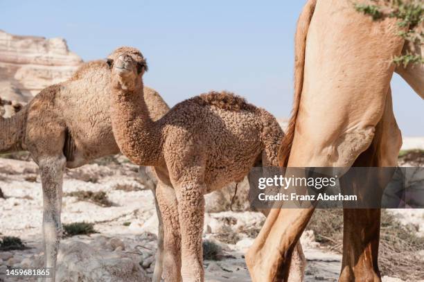 newborn arabian camel, wadi shuwaymiyah - jong dier stockfoto's en -beelden