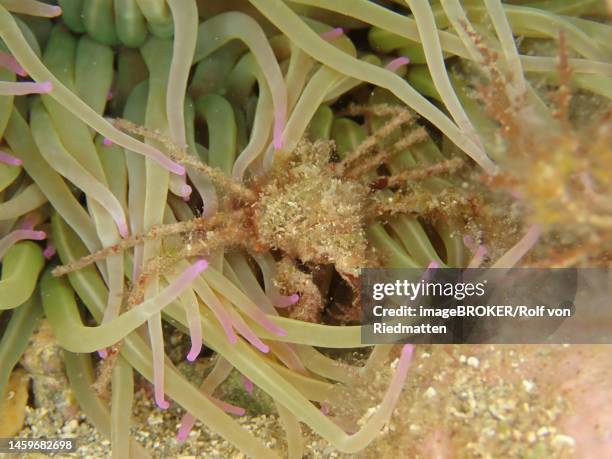 long-legged ghost crab (macropodia) in opelet anemone (anemonia sulcata) . dive site marine reserve cap de creus, rosas, costa brava, spain, mediterranean sea - anemonia sulcata fotografías e imágenes de stock