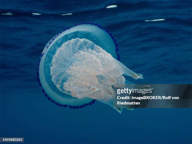 barrel jellyfish (rhizostoma pulmo) . dive site marine reserve cap de creus, rosas, costa brava, spain, mediterranean sea - rhizostomeae stock-fotos und bilder