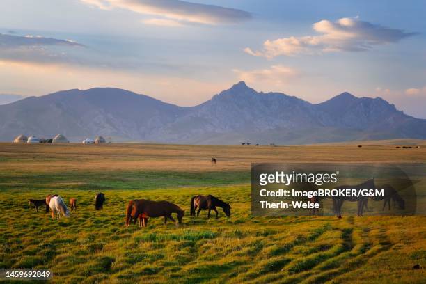 horses grazing in the steppe at sunset, song kol lake, naryn province, kyrgyzstan - horse digestive system stock illustrations