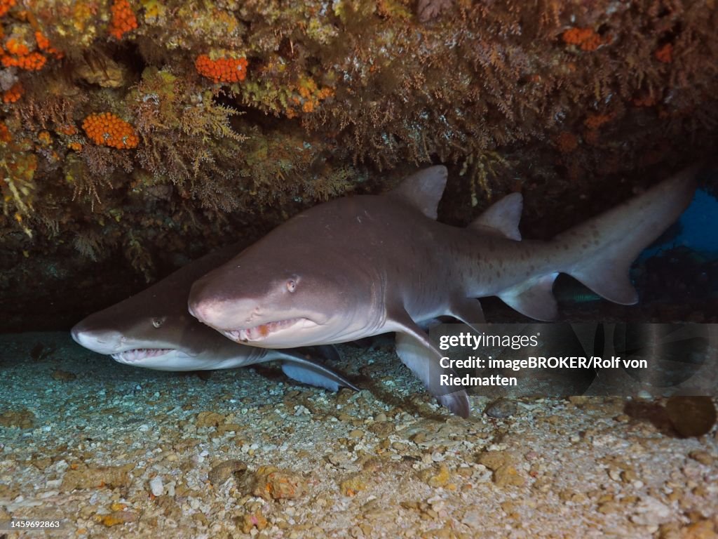 Two sand tiger sharks (Carcharias taurus) in their den. Dive site Protea Banks, Margate, KwaZulu Natal, South Africa