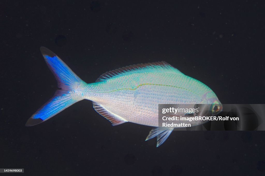 Lunar fusilier (Caesio lunaris), Fury Shoals dive site, Red Sea, Egypt