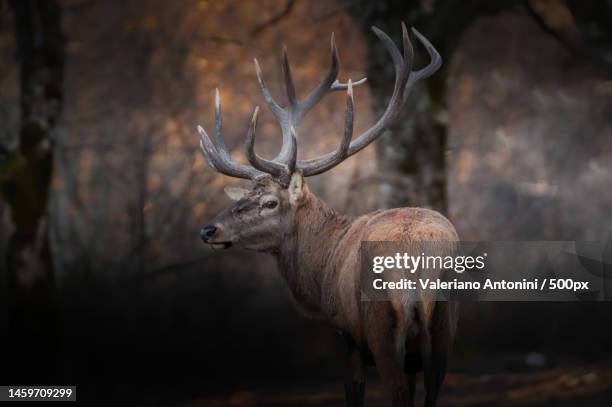 side view of red deer standing in forest,national park of abruzzo,italy - abruzzo national park stock pictures, royalty-free photos & images