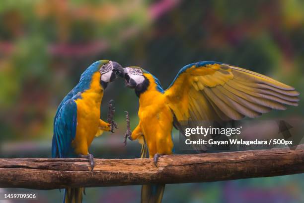 close-up of birds perching on branch,nagarawewa,sri lanka - blue and yellow macaw stock pictures, royalty-free photos & images