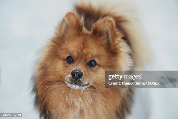 close-up portrait of fox during winter,bergen,norway - bergen foto e immagini stock