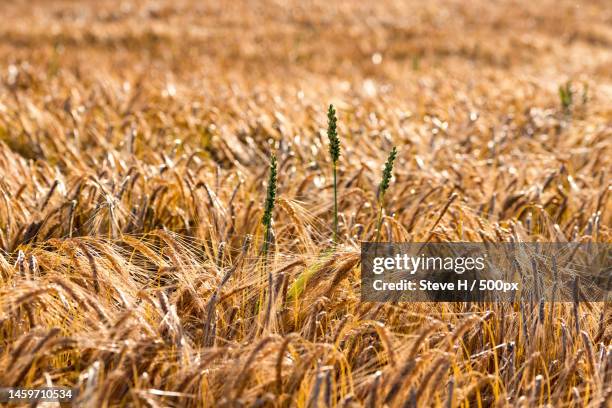 close-up of wheat field,weiterdingen,hilzingen,germany - 2019 gold stock pictures, royalty-free photos & images