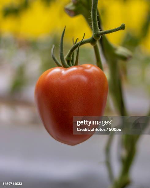 tomate rojo organico en plantacion bajo invernadero,huehuetenango,guatemala - organico stock pictures, royalty-free photos & images