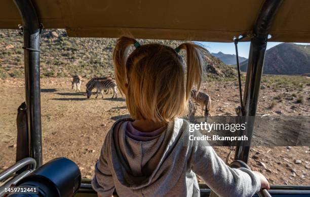 toddler girl on safari watching a herd of zebras during the summer in beautiful western cape south africa - table mountain cape town imagens e fotografias de stock