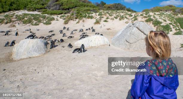 kleinkindermädchen beobachtet die wilden afrikanischen kappinguine, die am berühmten boulders beach außerhalb von kapstadt, südafrika, angeln - african penguin stock-fotos und bilder