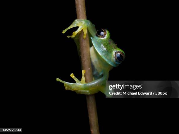 close-up of tree red on twig against black background,heredia province,puerto viejo de sarapiqui,costa rica - heredia province stock-fotos und bilder