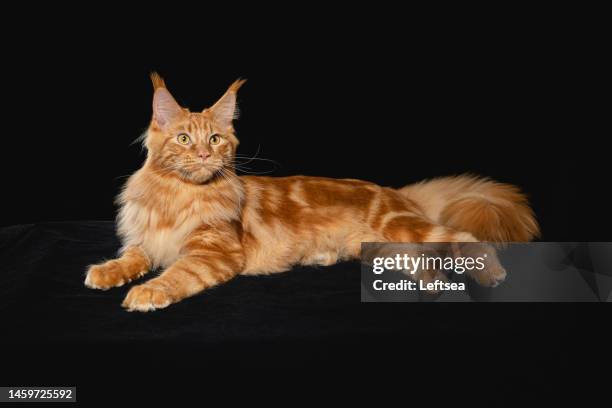 beautiful orange maine coon cat lying down - maine coon cat stock pictures, royalty-free photos & images