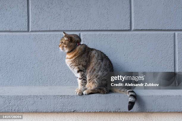 a lonely gray cat walks through the city streets, on the sidewalk and asphalt. portrait of a sad abandoned or lost cat waiting and looking for its owner. a homeless, hungry, sterilized and vaccinated cat, on the street. an untamed cat, ran away from home. - mixed breed cat stock pictures, royalty-free photos & images