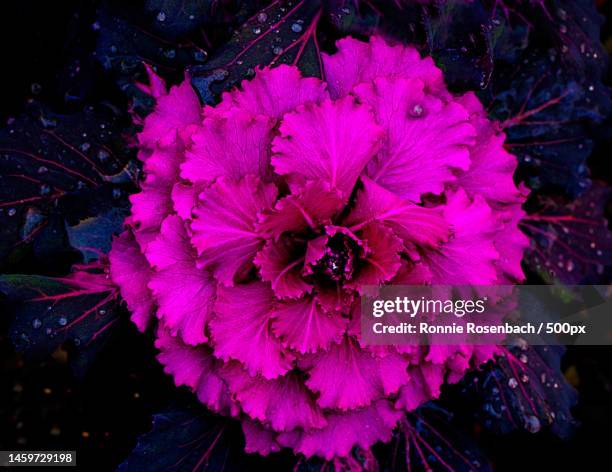 close-up of pink rose flower,sonoma,california,united states,usa - flower arrangement carnation ストックフォトと画像