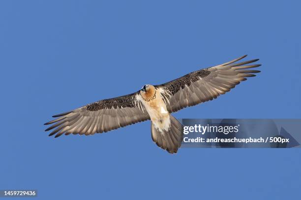 low angle view of eagle flying against clear blue sky - bearded vulture stock pictures, royalty-free photos & images