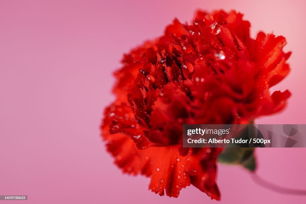 Close-up of red flower against pink background