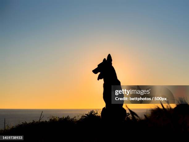 silhouette of belgian malinois dog on the beach at sunset,spain - pet silhouette stock pictures, royalty-free photos & images