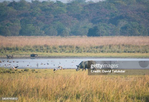 one horned rhinoceros - kaziranga national park stock-fotos und bilder