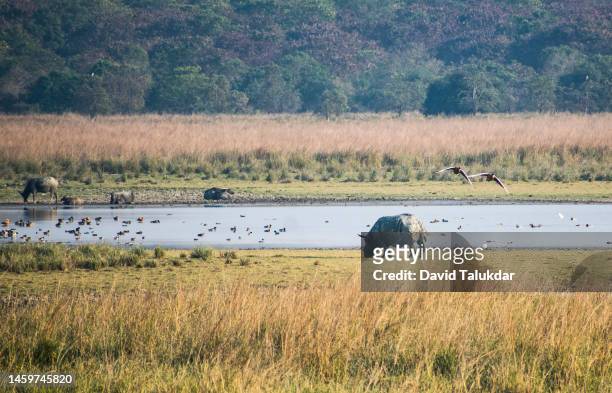 one horned rhinoceros - great indian rhinoceros stockfoto's en -beelden