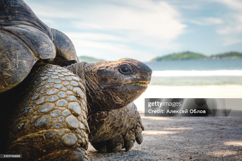 Close-up of Seychelles Giant Tortoises, (Aldabrachelys gigantea)