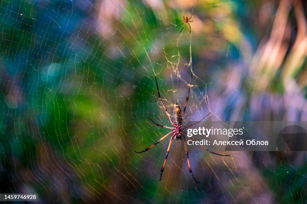 large spider in the web close-up - tarantula stockfoto's en -beelden