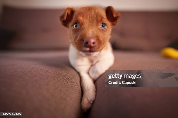 puppy lying down in the middle of the sofa - puppy lying down stock pictures, royalty-free photos & images