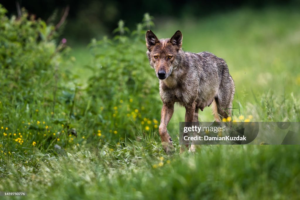 Grey Wolf (Canis lupus), gray wolf.