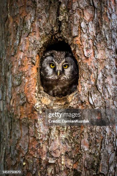 boreal owl, tengmalm's owl (aegolius funereus) - uil stockfoto's en -beelden