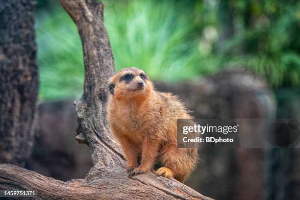 meerkat - mongoose stockfoto's en -beelden