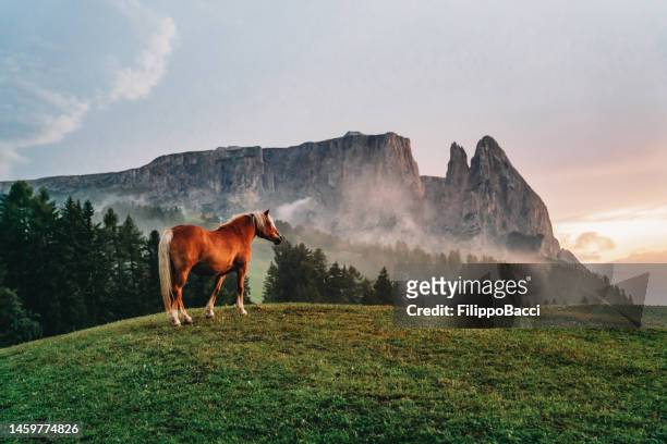 grazing horses in seiser alm at sunset - beautiful horse stock pictures, royalty-free photos & images