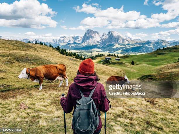 女性が、ザイザーアルムを背景にイタリアアルプスで放牧している2頭の牛の近くの景色を眺めています - トレンティーノ・アルト・アディジェ州 ストックフォトと画像
