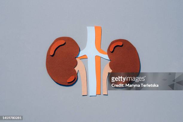 human kidneys on a gray background. human anatomy. human organs. health. healthcare. mockup of human kidneys cut out of paper. an alternative view of human anatomy. - human kidney fotografías e imágenes de stock