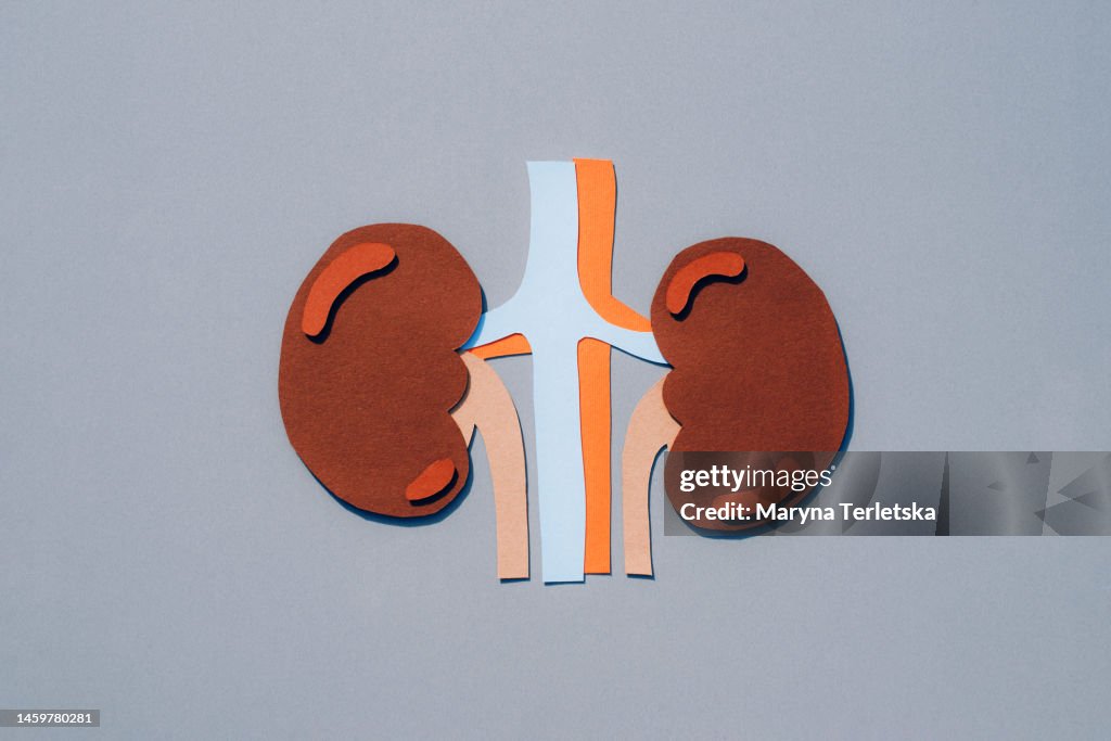 Human kidneys on a gray background. Human anatomy. Human organs. Health. Healthcare. Mockup of human kidneys cut out of paper. An alternative view of human anatomy.